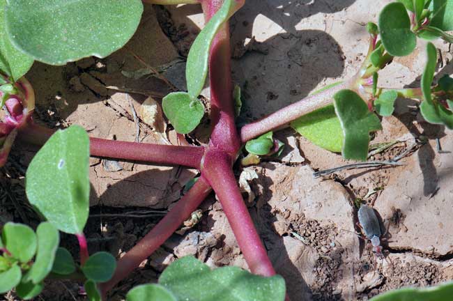 Trianthema portulacastrum, Desert Horsepurslane, Southwest Desert Flora Trianthema portulacastrum, Desert Horsepurslane, Southwest Desert Flora